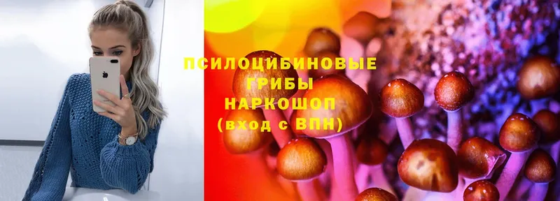 Псилоцибиновые грибы Psilocybe Полярные Зори